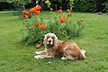 "Bill" - Cocker spaniel anglais 6.JPG