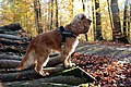 "Bill" - Cocker spaniel anglais 9.JPG