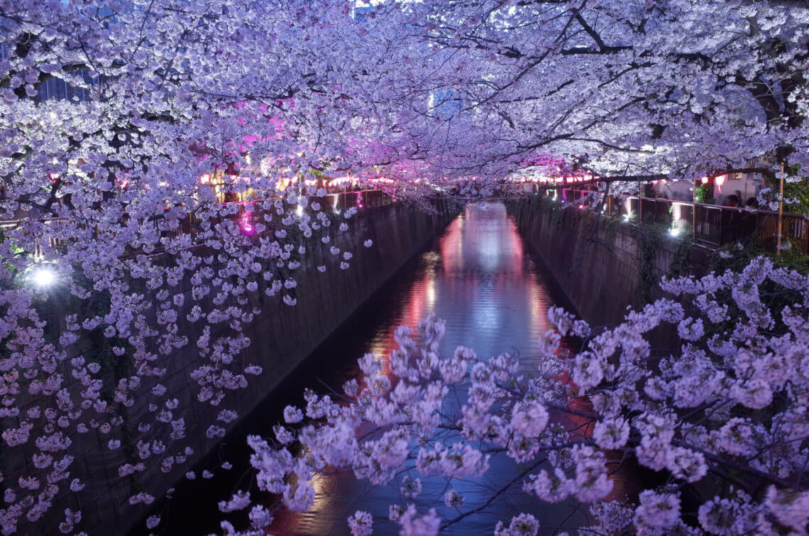 Cherry blossoms in Tokyo's Naka-Meguro neighborhood