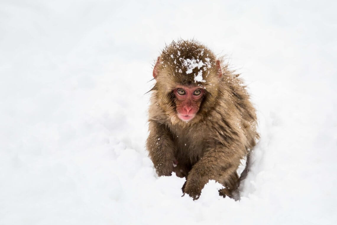 baby snow monkey in the snow jigokudani nagano japan