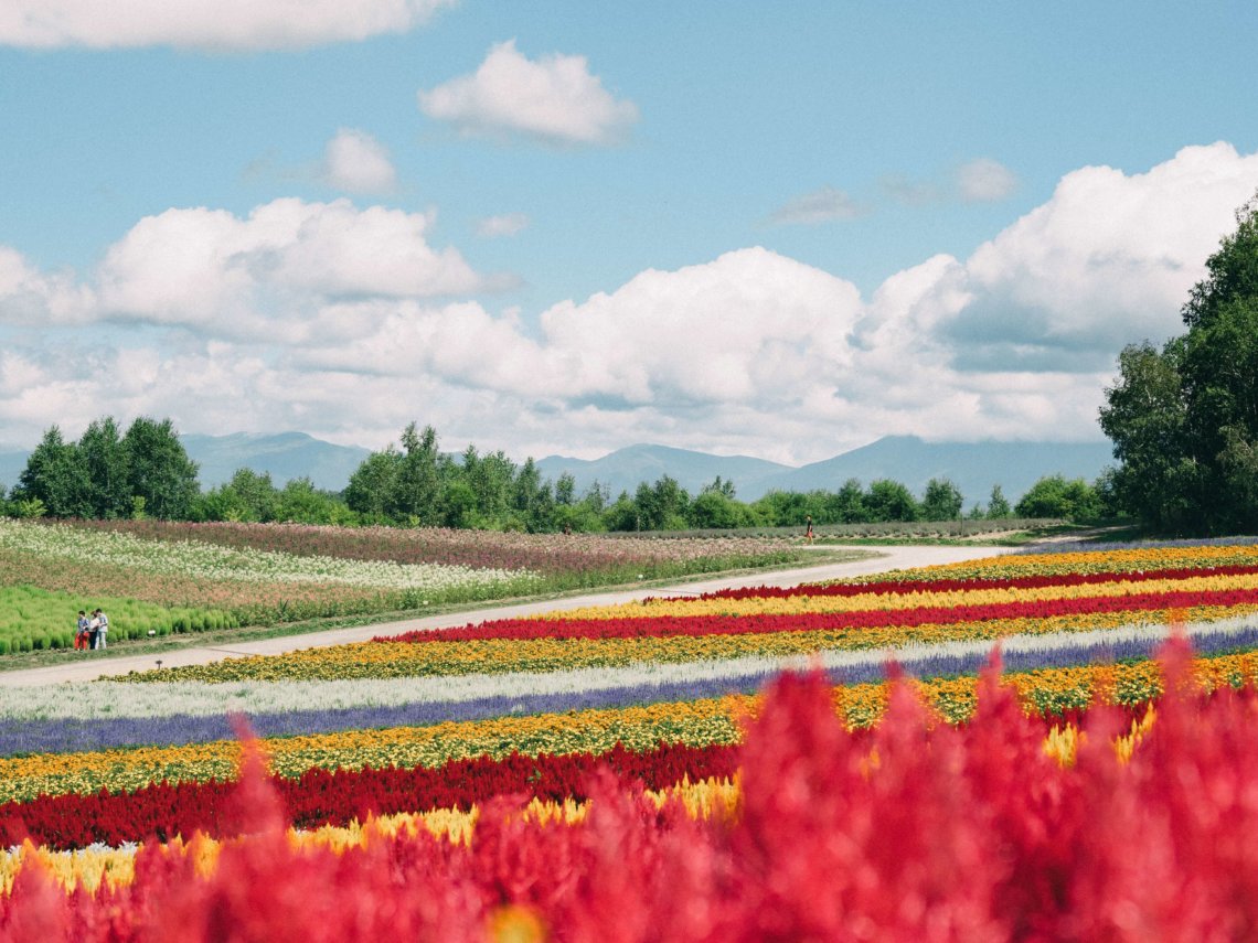 Biei flower fields Hokkaido Japan