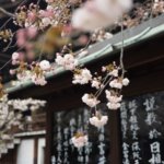 Boutique Japan spring sakura cherry blossoms