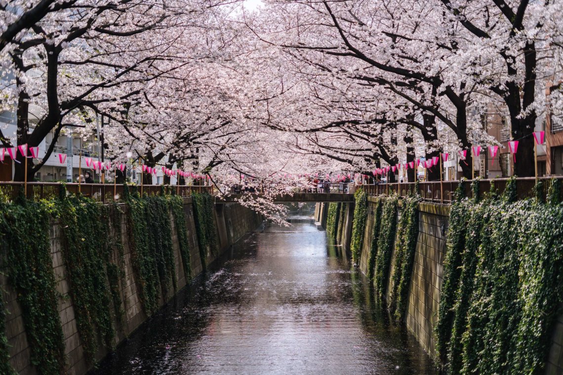 Cherry blossoms Nakameguro canal Tokyo Japan