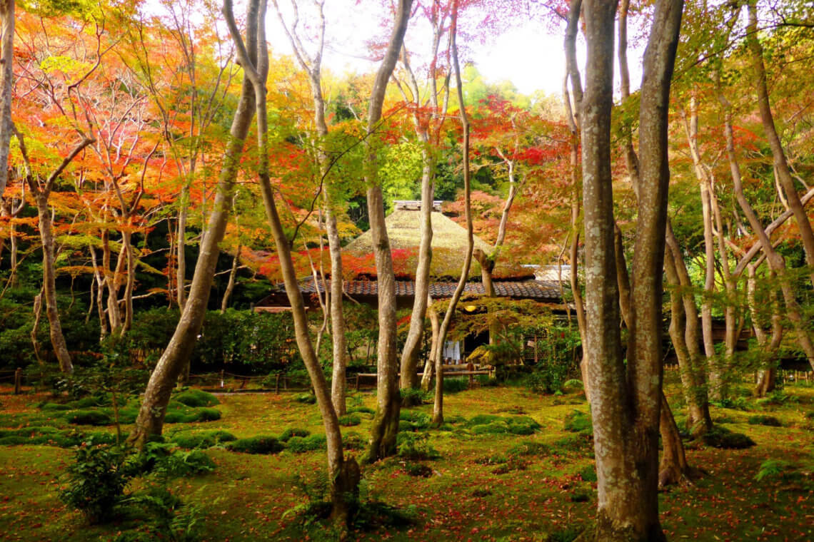 Beautiful moss gardens outside Gio-ji Temple in Kyoto