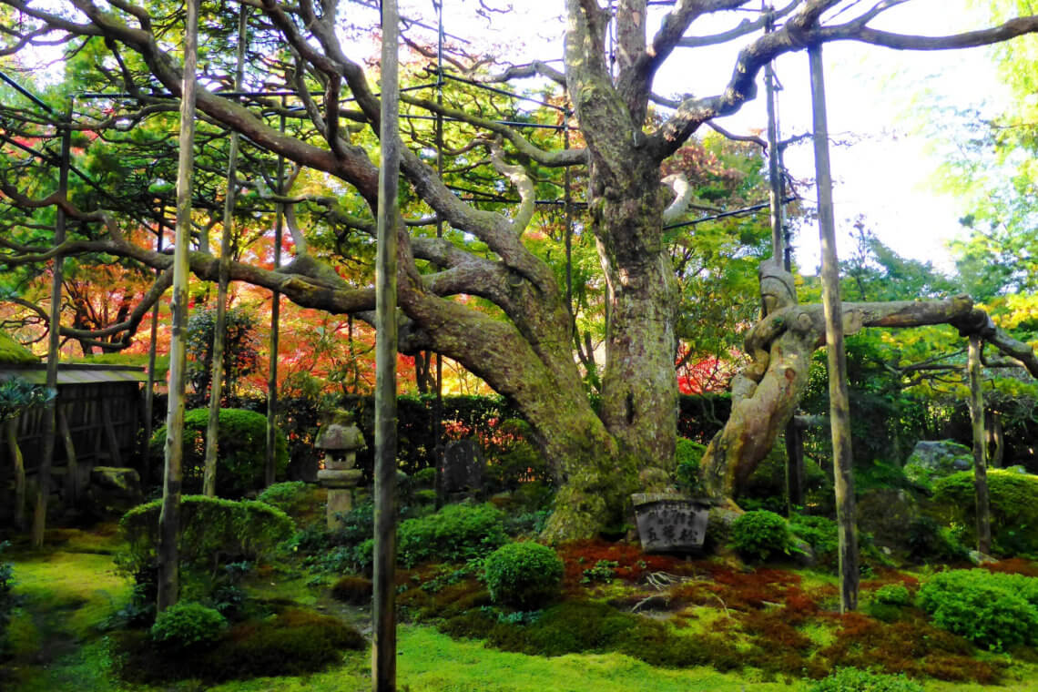 Hosen-in temple in Kyoto is famed for its iconic pine, goyo no matsu