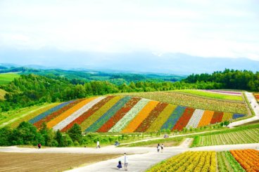 Hokkaido Flower Fields Japan