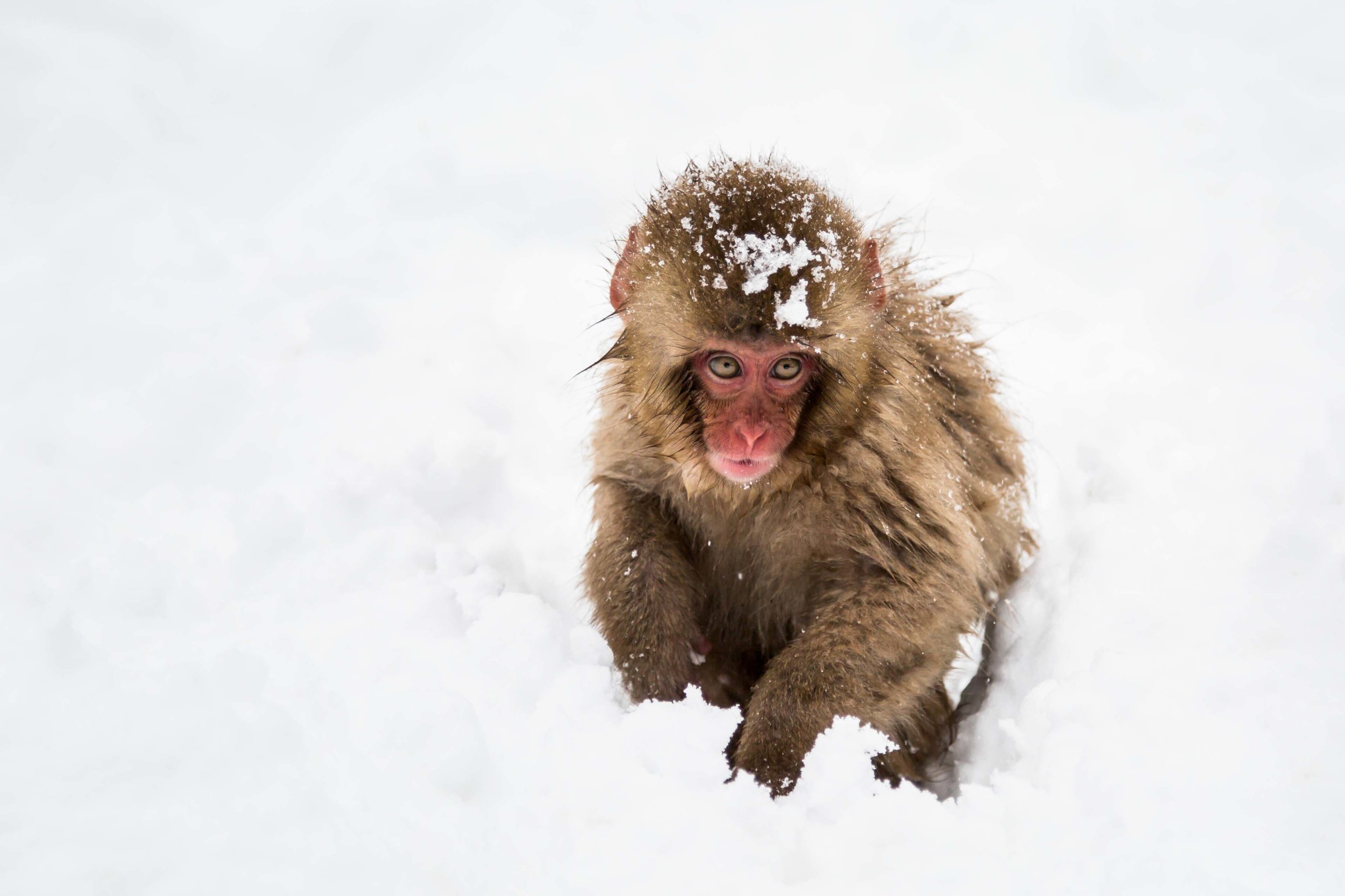 Jigokudani Snow Monkey Park Yamanouchi Nagano Japan