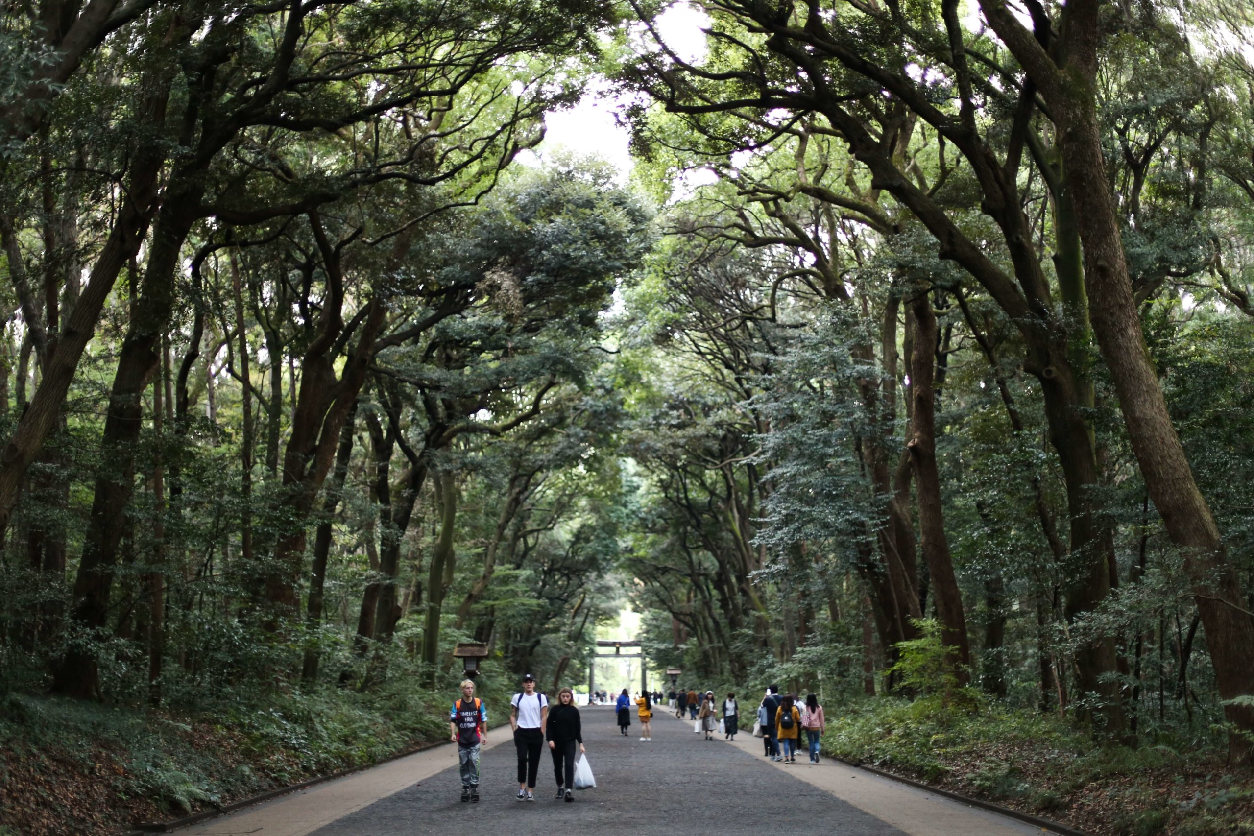Meiji Shrine trees Tokyo Japan