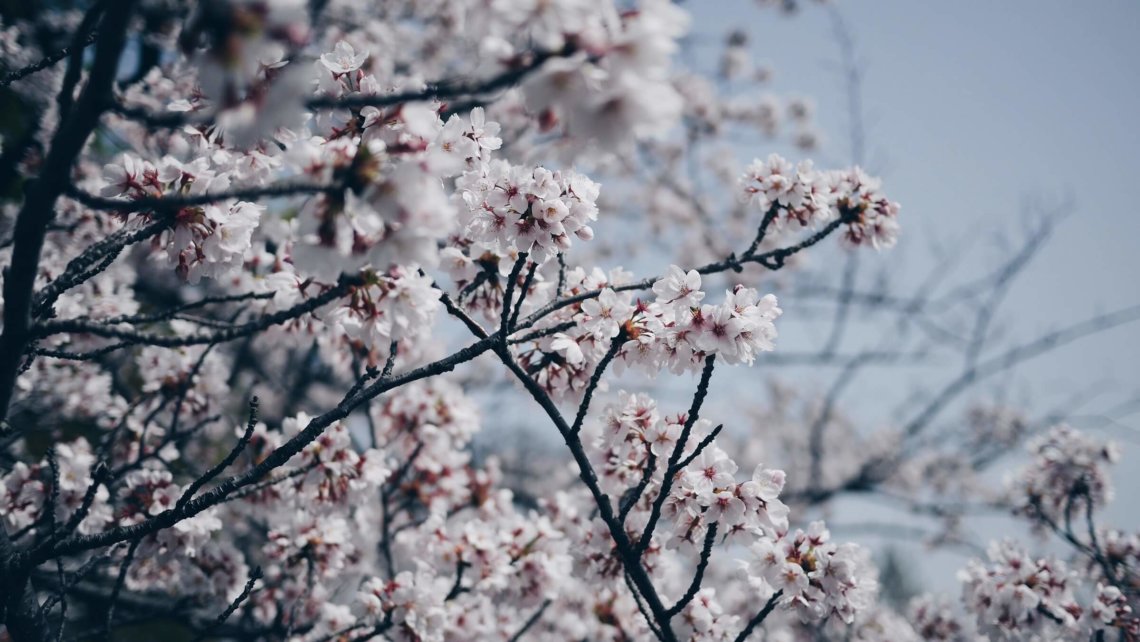 Sakura cherry blossoms spring Osaka Japan