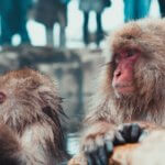 Snow Monkeys Japanese Macaques Jigokudani Yaen Koen Nagano Alps Japan